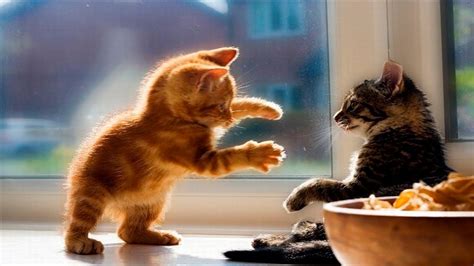 funny kitten videos